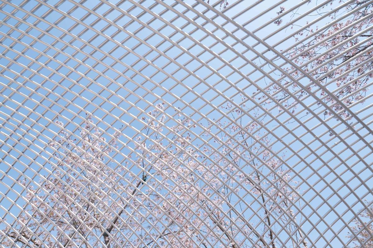 037-透過(guò)網(wǎng)狀空隙觀櫻花.jpg